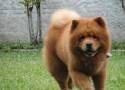 chow chow laranja