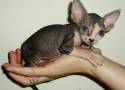 sphynx cinza